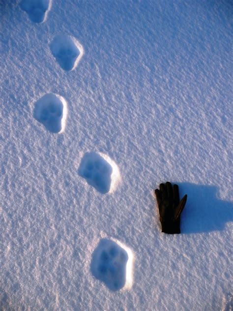 Gait patterns are one of the best tools to id tracks in the snow and some species are easily recognized. Lynx Tracks - Project Lynx