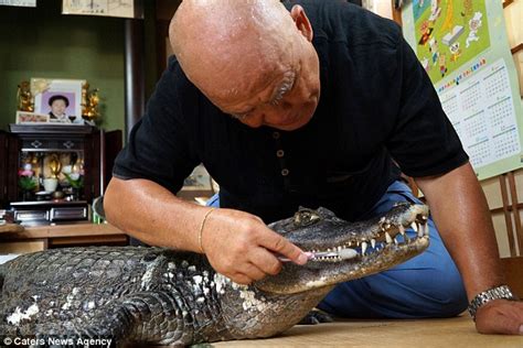 Japanese Man Lives With Pet Alligator He Bought Years Ago Reckon Talk