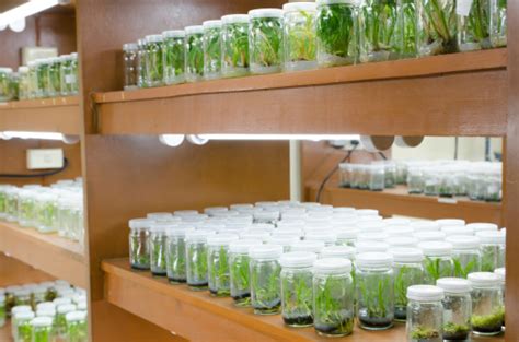 Plant Tissue Culture In The Laboratory Stock Photo Download Image Now