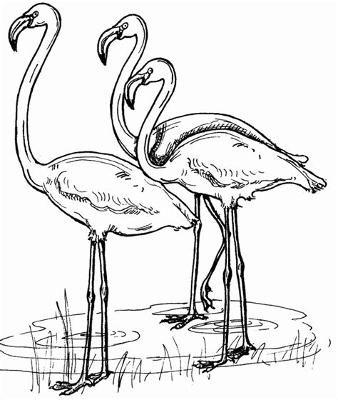 Flamingo Coloring Pages Best Coloring Pages For Kids