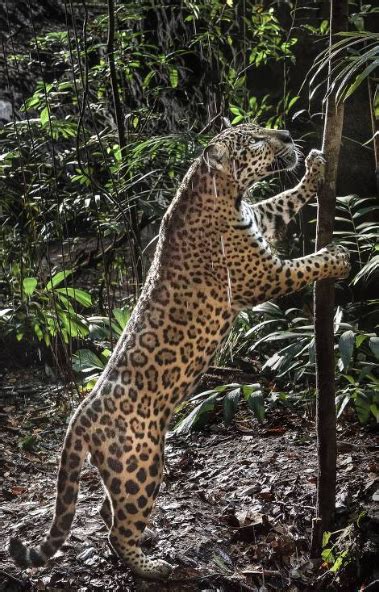 Jaguar Panthera Onca Pictorial Carnivora