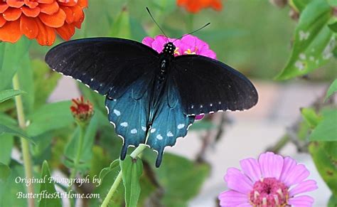 Texas Butterflies Species Resources Texas Butterfly Centers