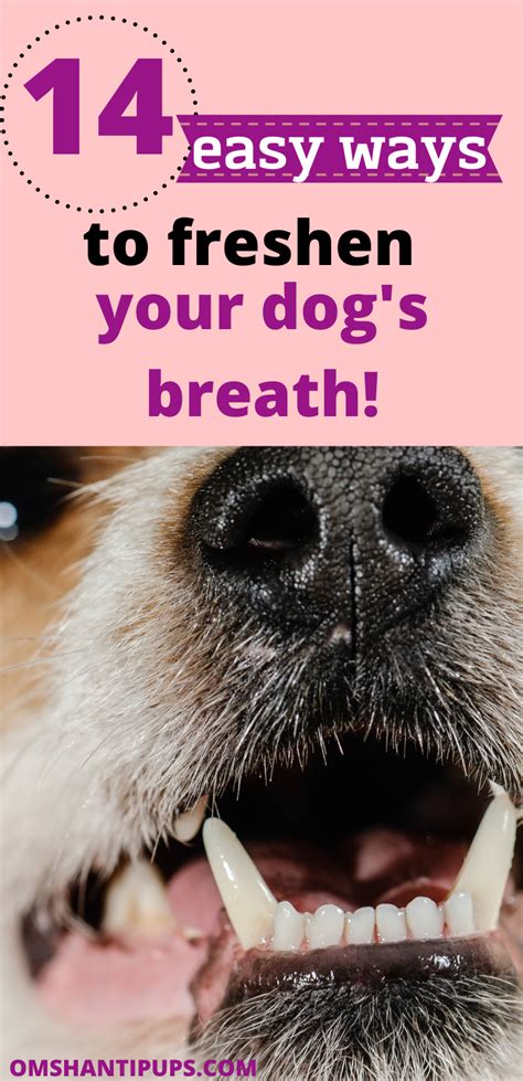 14 Easy Ways To Freshen Your Dogs Breath Dog Breath Bad Dog Breath