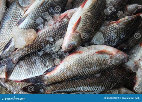 Labeo Rohita Freshly Harvested Rohu Carp Fish With Ice In Indian Fish