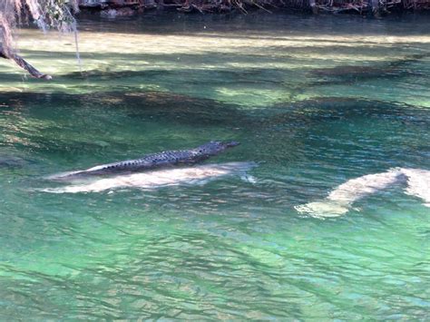 Photo Of Alligator Appearing To Surf On Manatee In Florida Park Goes