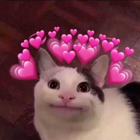 °in Love You Say° Cute Cat Memes Cute Animal Memes Cute Love Memes
