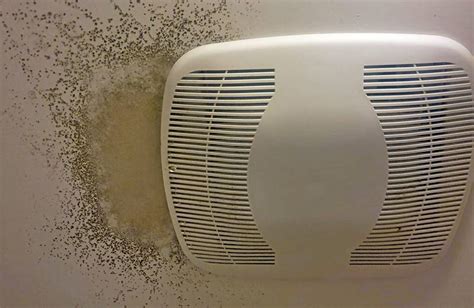 Bathroom Mold How To Identify And Get Rid Of Mold In Bathroom Environix