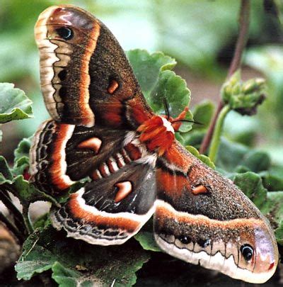 69 Best Of Is Moth Harmful - insectza