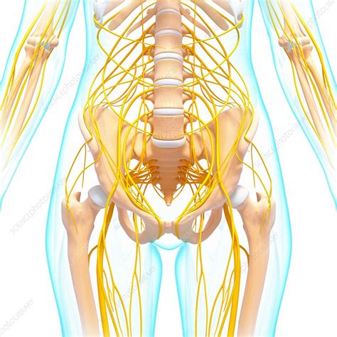 Female Nervous System Artwork Stock Image F0074972 Science