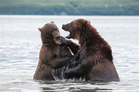 Peugeot boxer warranty and servicing. Bear perfects boxing technique as he jabs his rival on the ...
