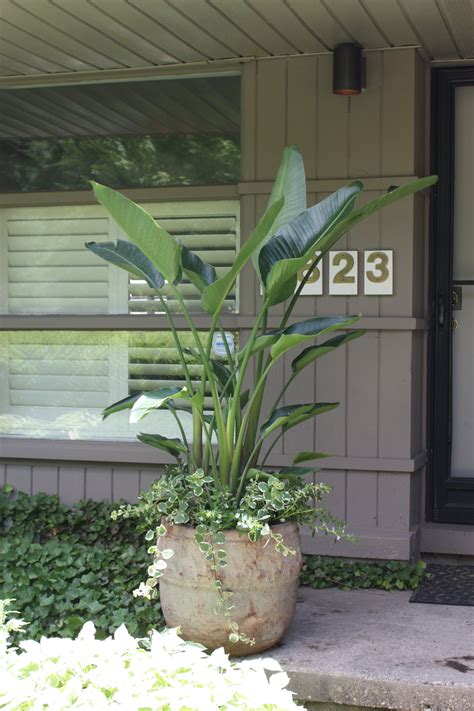 clean lines, modern, bird of paradise Birds Of Paradise Plant, Backyard