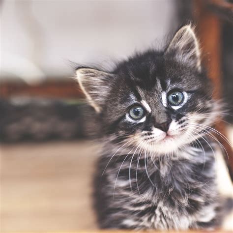 All Kittens Have Blue Eyes When Theyre Born Because Blue Eyes Have