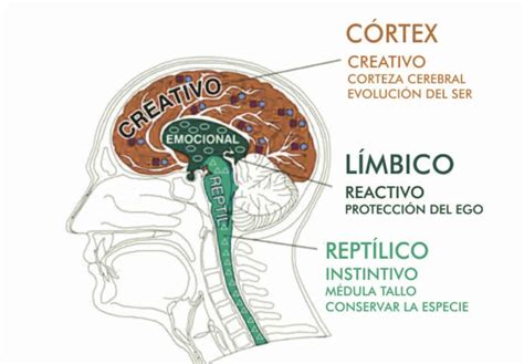 Cerebro Límbico