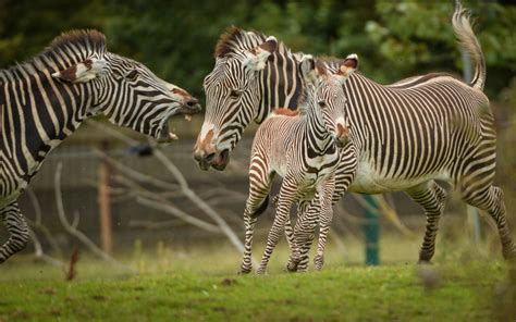 Second Grevys Zebra Of The Season For Chester Zoo Zooborns