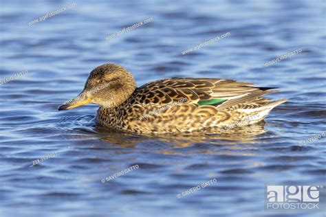 Eurasian Teal Anas Crecca Side View Of An Adult Female Swimming In