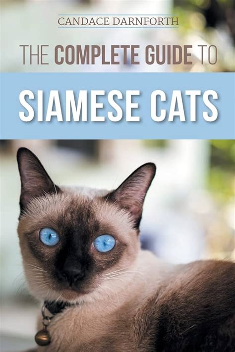 Siamese Cats As Pets Siamese Cat Facts Information Where To Buy