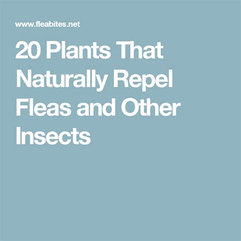 20 Plants That Naturally Repel Fleas and Other Insects | Fly repellant ...