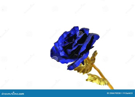 A Blue Rose With Gold Colour Stem Stock Photo Image Of White Colour