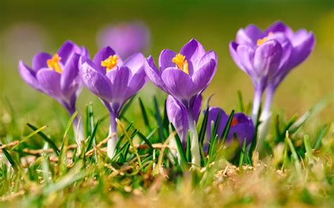 Download Wallpapers Crocuses Spring Flowers Morning Purple Flowers