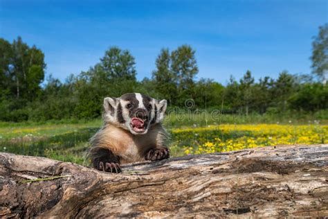 North American Badger Taxidea Taxus Cub Leans Over Log Licking At Face