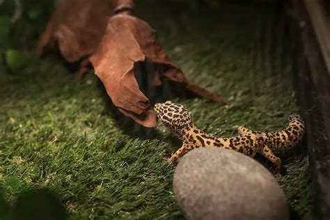 Leopard Gecko Habitat Tank Setup Size And Ideas