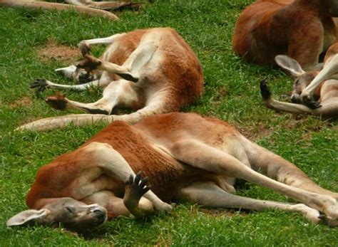 Check spelling or type a new query. 25 Funny Photographs of Sleeping Animals