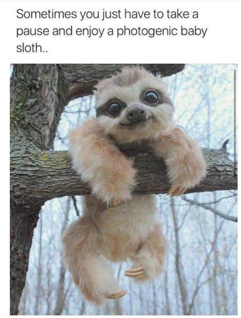 Baby Sloth Meme By Palestinejerusalem Memedroid