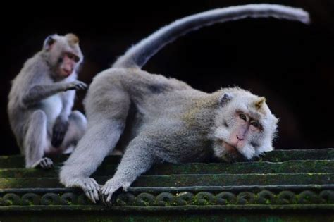 Puluhan Monyet Merusak Rumah Warga Di Lembang Bandung Jangan Salahkan Monyet Bbc News