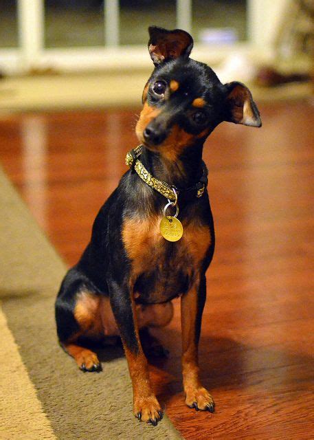 43 Best Miniature Pinscher Dog Art Portraits Photographs Information