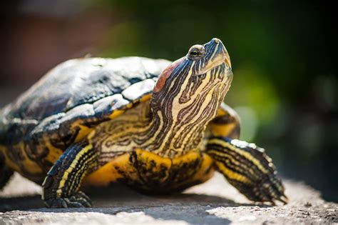 How Smart Are Red Eared Slider Turtles Reptileszilla