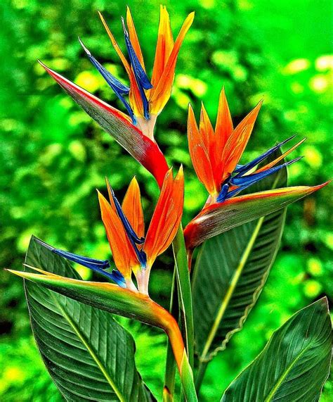 Exotic Plants, Exotic Flowers, Amazing Flowers, Beautiful Flowers