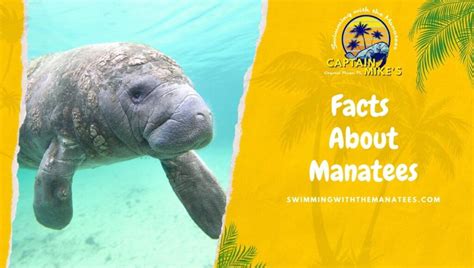 Facts About Manatees Waterfront Adventures Swimming With The Manatees