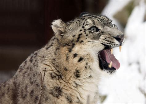 Edit Free Photo Of Snow Leopardportraitfaceheadgrowling