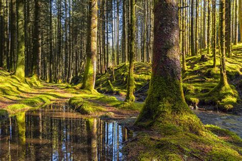 Forest Reflections By Eirik Sørstrømmen 500px Mossy Tree Nature