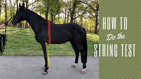 How To Do The String Test On A Young Horse Youtube