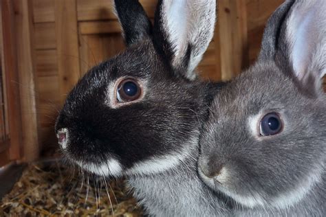 How To Care For A Pet Silver Fox Rabbit