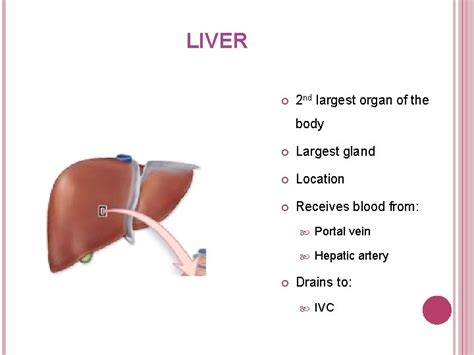 Histology Of Liver Liver 2 Nd Largest Organ