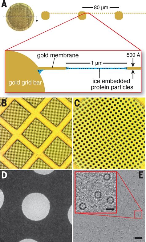 Ultrastable Gold Substrates For Electron Cryomicroscopy Science