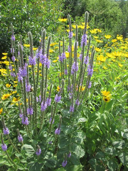 How to manage shade with a turfgrass landscape and the proper ornamental plants for turfgrass if possible, the best management practice for managing turfgrass in shady areas in oklahoma is to. 391 best images about North American Wild Flowers on ...