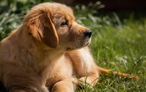 Goldendoodles That Look Like Golden Retrievers Crazy Pet Guy