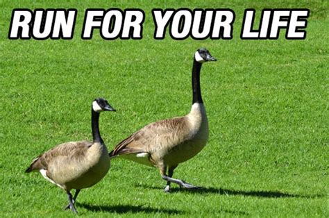 15 Foolproof Tips For Surviving A Canada Goose Attack Canadian Goose
