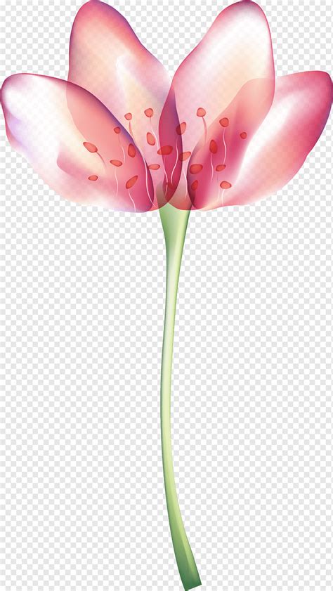 Lukisan Bunga Bakung Bunga Bakung Juga Dikenal Sebagai Narcissus Dan