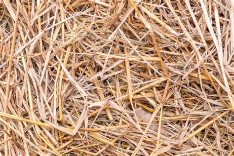 Yellow Dry Straw Stock Photo Image Of Rural Harvest 95834776