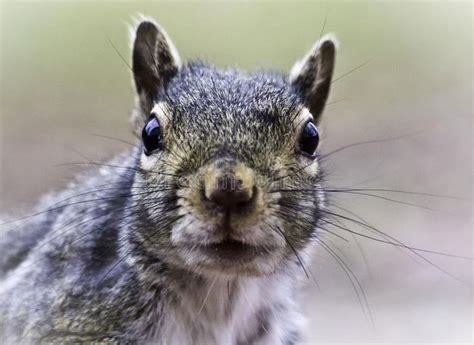 Squirrel Face Closeup Of The Face Of An Eastern Gray Squirrel Sciurus