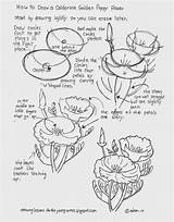 Images of How To Draw A Poppy Flower