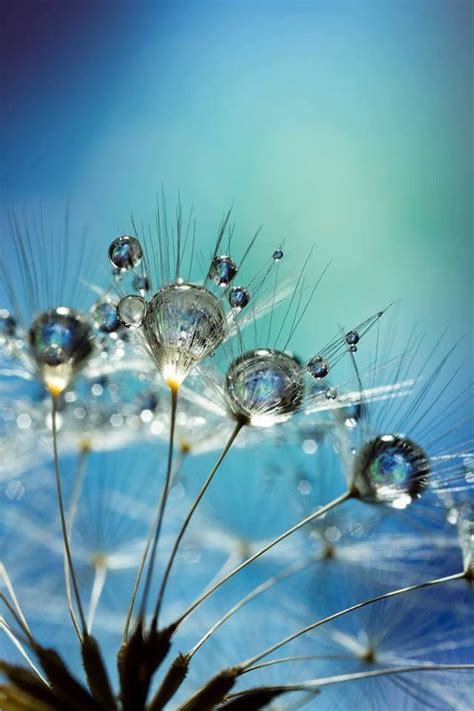 Dandelion Dew Photo By Thomas Vogel Macro Photography Nature Water