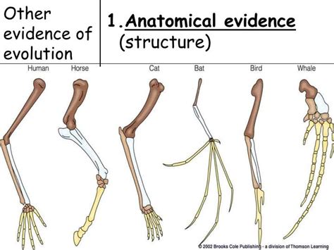 Ppt Topic Evolution Aim Describe The Various Piece Of Evidence