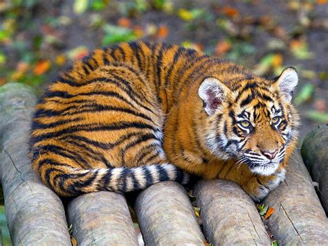 Tiger Cub A Photo On Flickriver