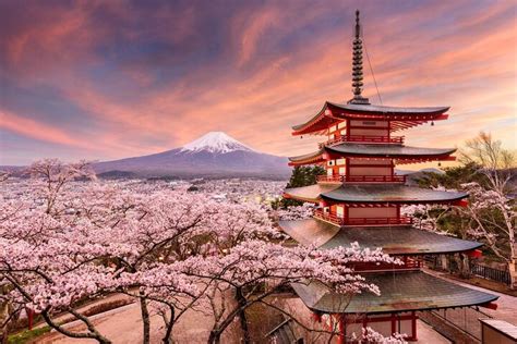 Where To See Cherry Blossoms In Japan Japan Trip Ideas Viator Com