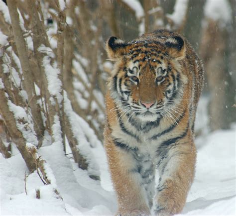 Amur Tiger Snow Amur Tigers Photo 27143883 Fanpop